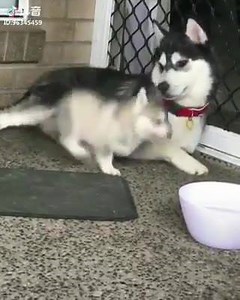 20K views · 396 reactions | PUPPER DOIN PUPPER TINGS DOGGOS FOR FREE BORKING Dank Pug memes | African Wild Doggo | Facebook