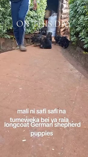 kabro kennels on TikTok