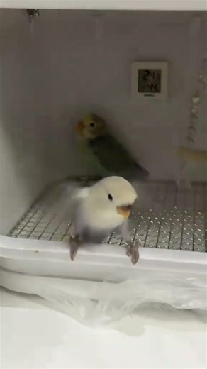 Adorable lovebirds play inside brooder in Jiangsu, China