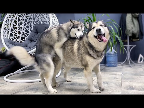 ВЯЗКА СОБАК - маламут Майк опять Папа / новые щенки маламуты