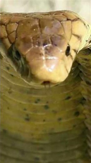 The Serpent of Fear: The Legendary Egyptian Cobra #cobra #snake #animalshorts #egypt