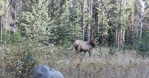 Elk, Cervus canadensis, in Rocky Mountains 4K