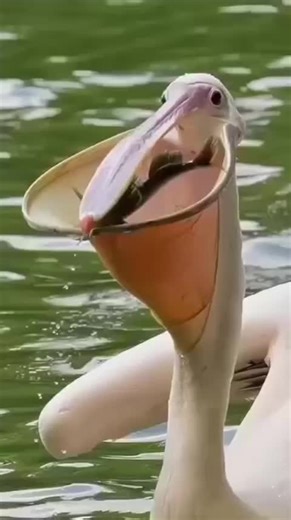Amazing Facts About Pelicans and Their Large Pouches