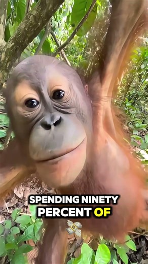 Intelligent Primates!