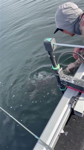 43.25-Inch Idaho State Record Lake Trout Released 😮🔥