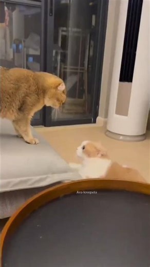 Cat fight 🤣 . Billy wala cartoon #cat #comedy