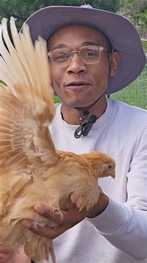 Adding Chickens to my Urban Farm #urbanfarming #backyardchickens #marketgarden