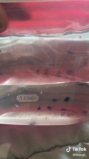 Any tadpole advice? I have a pump. 😅 #tadpoles #fyp #gifts #frogs