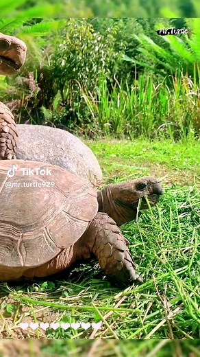 The Sound of a Land Turtle: Do Turtles Actually Make Noise?