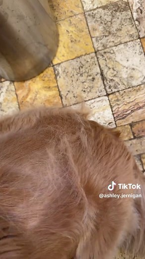 Best Brush for Golden Retrievers: SleekEZ Review