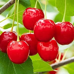 Wowza! Dwarf Cherry (Prunus), Live Bareroot Fruit Tree (1-Pack) - Due to State restrictions, Can't Ship to CO, OR, or WA