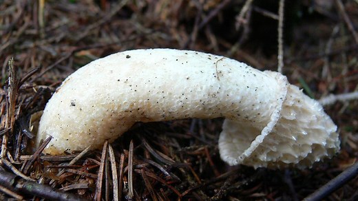 Phallus Impudicus: The Nastiest Mushroom Ever?