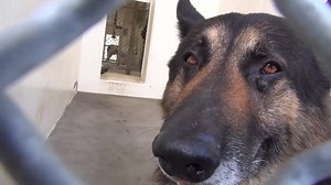 32K views · 803 reactions | ADOPTED - moved to SAFE Album 07/20 He...