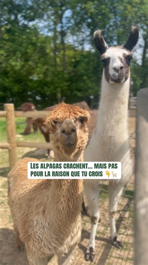 Les alpagas ne crachent pas sur les humains 🫪🦙👇