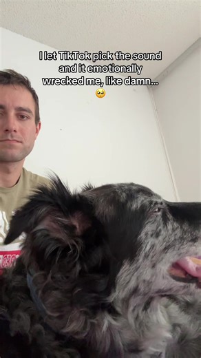 I’m legit sobbing. I struggle with Thanatophobia because I’m so afraid of what my life will be like without Rocky & Mary Jane. I can’t imagine my Life without both of them 😭 #rocky #maryjane #bestfriends #dogsoftiktok #family