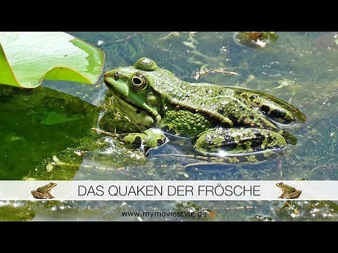DAS QUAKEN DER FRÖSCHE 🐸
