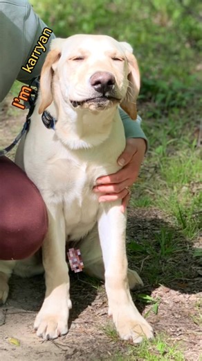 Adorable Yellow Labs: Can't Get Enough! 🌟 He’s so adorable I wanna meet him! I just can’t stand it right now! 💞 Nooooooo, he’s a handsome boi, just unique! 😭 The blur out omg, nobody’s seeing the lipstick? 💄 I wish I had a puppy or a dog as beautiful as this! 🥰🥰🥰 He is just so cute! 😍😍😍😍😍😍😍😍😁😁😁😁 He is judging lots of people, lol! They have the same color, so they should be the same one! 😬 The lipstick scenario was hilarious! 😂😂😂 I didn't expect that, my face went from 😊 t