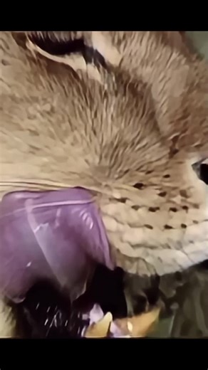 The Lion of North America: Nature's Mighty Predator