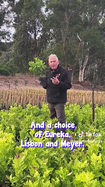 Get a Lemon Tree for Just $7.99 - Limited Time Offer!