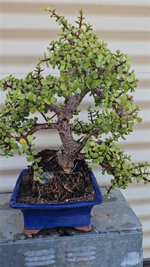 Root Over Rock (Chrysoprase) I planted this a few years ago over the rock and this season it's finally going to be revealed. I'm allowing this to reveal itself slowly to allow the roots to harden to the conditions. I'm gradually washing away the soil and allowing the finer roots to die off while the fatter ones get stronger. So far it's going better than expected and the tree has gripped the rock securely #aussie_roamers_bonsai | Aussie Roamers Bonsai