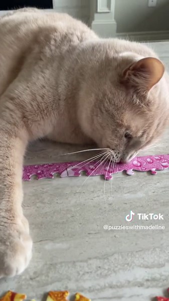 Challenging Cats with Puzzles | Funny Moments