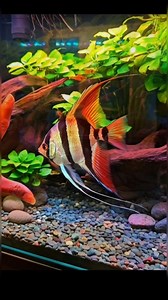 #discusfish #fish #peces | Sakana Discus