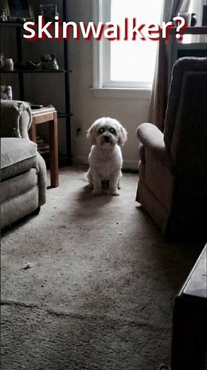 SKINWALKER Pretended to Be My Dog #skinwalker #horrorstories #horror #shorts