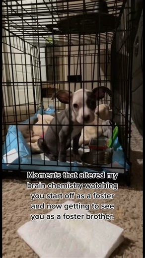 Heartwarming Foster Puppy Sleepover Moments 🐶❤️