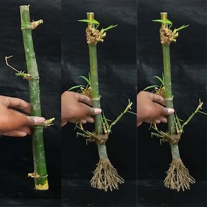 103K views · 3.5K reactions | How to grow Bamboo plant from cutting / 100% success result | Rana Craft | Facebook