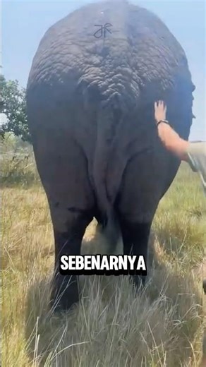 This elephant fell down immediately after a slight touch⁉️😨