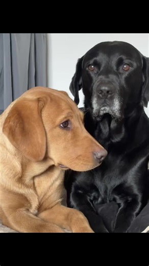 Life recently with Archie, Ralph & Rosie 🐾🐶#foxredlab #labrador #puppy #fyp