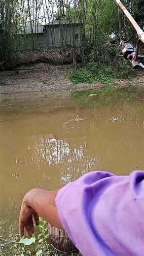 Amazing Tilapia Fishing Catch | Close-Up Hooking Action 🎣