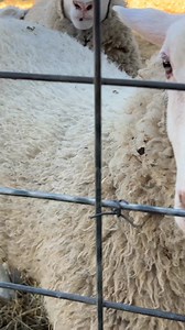 How Much Does Raising Orphan Lambs Cost? | Tara Farms