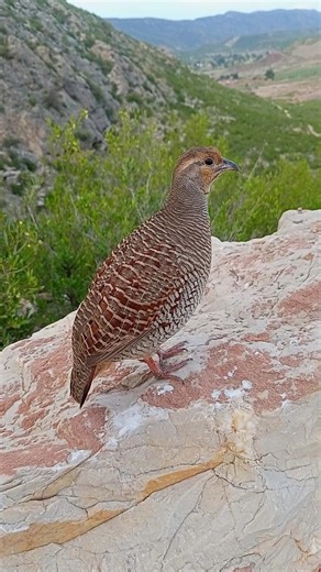 Gray Partridge Voice | Real Teetar Sound Recording#graypartridge #teetar #birdsounds #natureclips