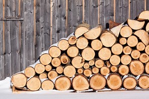 16 Types of Firewood Not To Burn (User’s Guide)