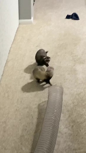 The perfect sound for the perfect party #ferret #ferrets #perfect #sounds