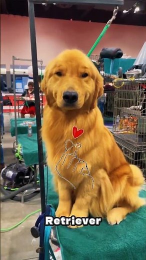 Top 5 Smartest Dog Breeds Ever Ranked! 😍 #dog #pets #shorts