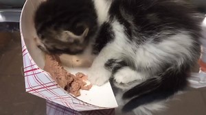 26K views · 128 reactions | The Kentucky Humane Society is down to...