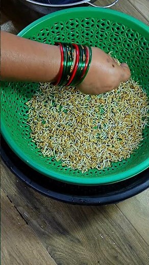 🌿 Easiest and Fastest Method for Methi Seed Sprouting at Home 🌱