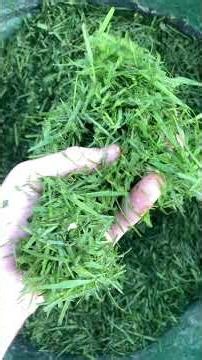 L’herbe de tonte un véritable trésor! #poules #ytshorts #shorts #animaux #campagne #nature #chicken