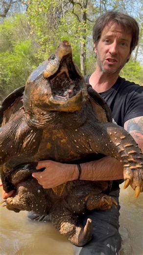HUGE Alligator Snapping turtle in my trap! #turtle #alligatorsnappingturtle #wildlife