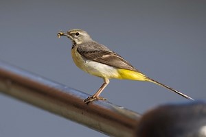 Grey wagtail | The Wildlife Trusts