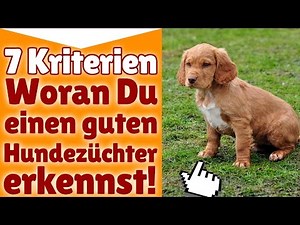 Hundezüchter ! 7 Kriterien - Woran Du einen guten Hundezüchter erkennst!