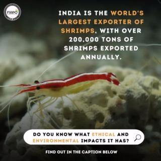 The practice of shrimp farming gives rise to several ethical and environmental concerns. Below are a few of the many adverse effects of shrimp farming: - Shrimps are often raised in overcrowded conditions, leading to stress, disease, and death. - Some shrimp farms use young wild-caught shrimps to stock their ponds, which can contribute to the depletion of wild populations. - Shrimp farmers use practices such as cutting off the eyestalks of female shrimps to prevent them from reproducing and incr