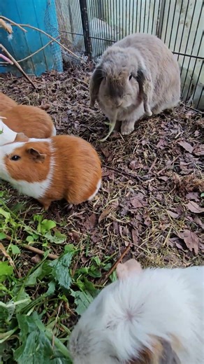귀농귀촌 대부도브릭스포도농장 토끼 기니피그 놀아주기Daebudo Bricks Grape Farm Rabbit and Guinea Pig Playing