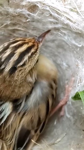 Zitting Cisticola Bird beautiful Babies (p 3) #shorts