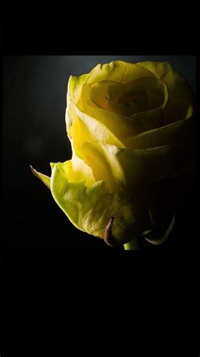 Valokuvien yhteenlasku