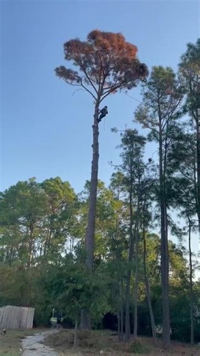 Professional Tree Cutting Service Near Me | Conroe TX