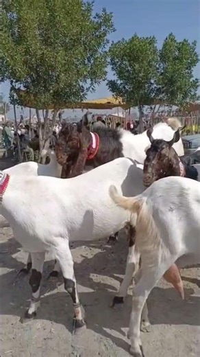 The Most Beautiful Goats in the World