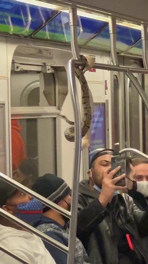 NYC Subway Creatures: Snakes On A Train